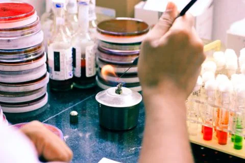 Microbiological inoculation loop being heated in a spirit lamp flame for ster Stock Photos