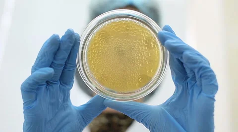 Microbiological laboratory work, petri dish Stock-Footage 56286971