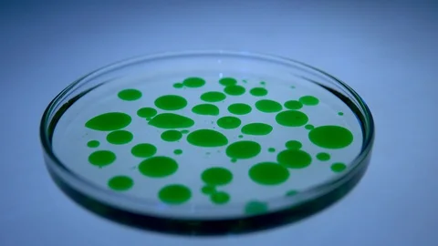 Microbiological laboratory work, petri dish Stock Footage 88615477