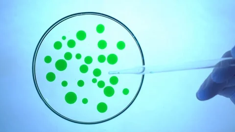 Microbiological laboratory work, petri dish Stock Footage 88690416