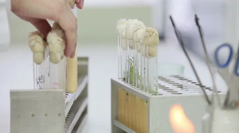 Microbiological laboratory work with test tubes Stock Footage 56286927