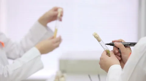 Microbiological laboratory work with test tubes Stock Footage 57072867