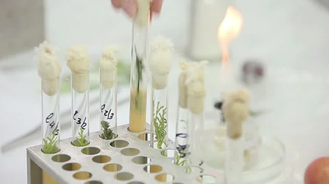 Microbiological laboratory work with test tubes Stock Footage 57073254