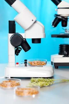 Microbiological Testing for Food Quality 스톡 사진