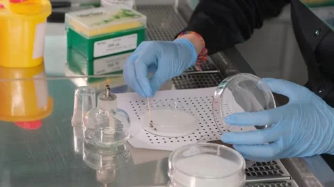 Microbiologist Conducting Soil Analysis in Laboratory Stock Footage 305777981