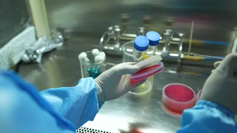 Microbiologist in a laboratory working with petri dish in microbiology Stock Footage 304703752