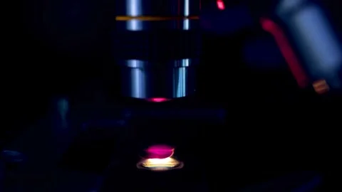 A microbiologist studies a sample of bacteria under an electron microscope, Stock Footage 336582735