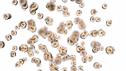 Microbiology Cells Mitosis Stock Footage 93433892