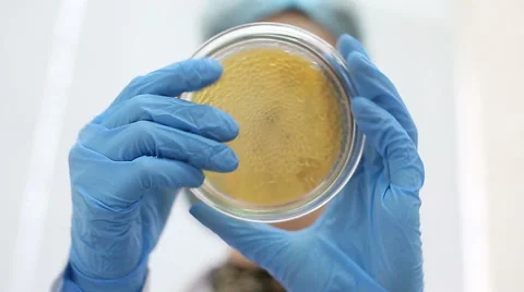 Microbiology laboratory work, petri dish Stock Footage