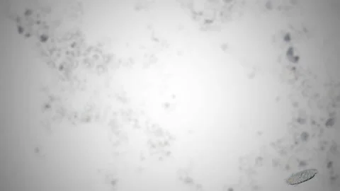 Microbiology  Microscope Ciliate Stock-Footage 201617438