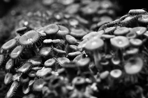 Microbiology Stock Photos