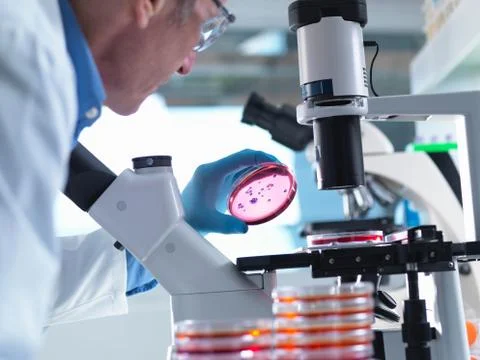 Microbiology, Scientist using an inverted light microscope to view culture Stock Photos