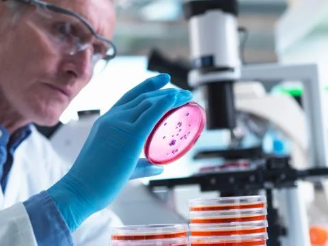 Microbiology, Scientist using an inverted light microscope to view culture Stock Photos