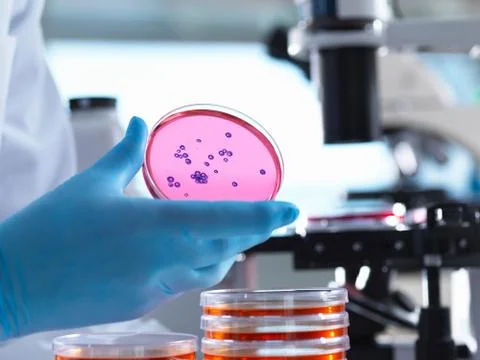 Microbiology, Scientist using an inverted light microscope to view culture Stock Photos