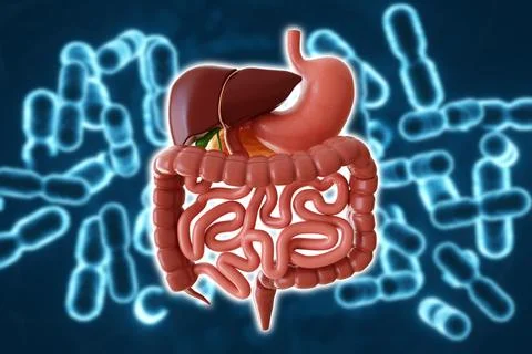 Microbiome of digestive system. Probiotic cells for immunity. Digestive healt Stock Illustration