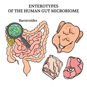 MICROBIOME ENTEROTYPES BACTEROIDES Medicine Vector Illustration Stock Illustration