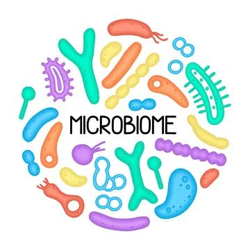 Microbiome illustration of bacteria. Vector image. Gastroenterologist. Bifido Stock Illustration