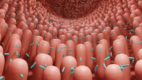 Microbiota, gut bacteria, probiotics Stock Footage 151607954