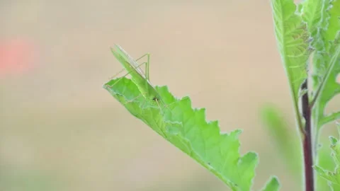 Microcentrum rhombifolium insect. Stock Footage 299802430