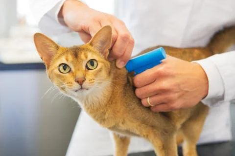 Microchip implant by cat Stock Photos