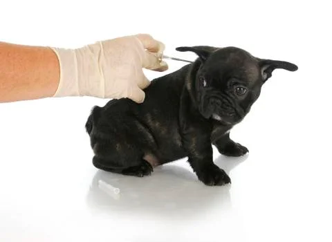 Microchipping puppy Foto stock