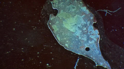 Microcopic Fluid Drying Time Lapse Stock-Footage 198283108