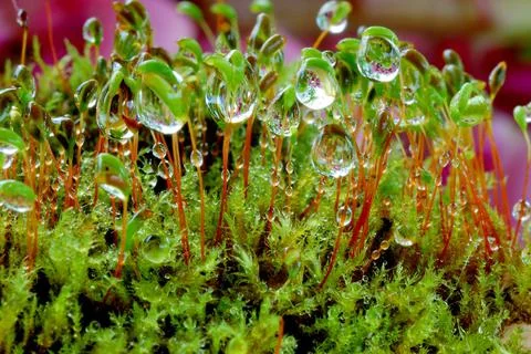 Microcosm after rain Stock Photos