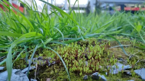 A microcosm that is always nearby Stock Footage 193996879