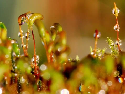 Microcosm in dew Stock Photos