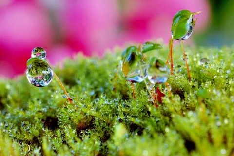 Microcosm in garden Stock Photos