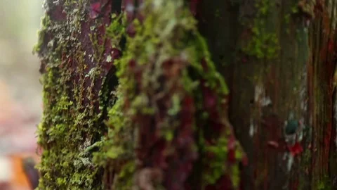 Microcosm on the rotten stump in damp forest. Stock Footage 69807494