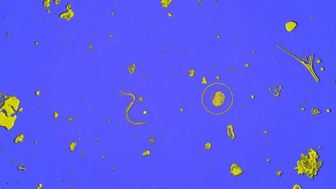 Microcosm of the simplest organisms under a microscope in phase contrast blue Stock Footage 129711245