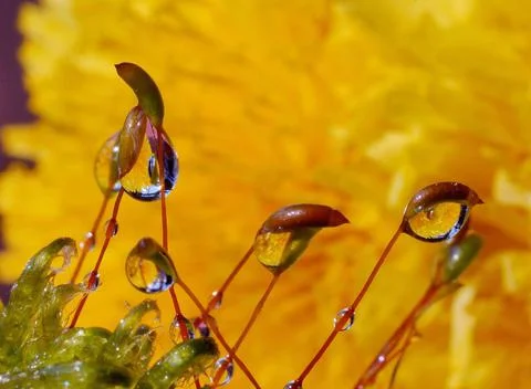 Microcosm under the Sun Stock Photos
