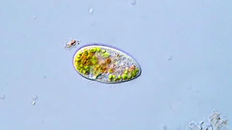 Microcosmos View: Green Ciliates Under the Microscope, 400x 動画素材 317886771