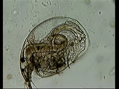 Microcrustacean "Water Flea" Video stock 1200994