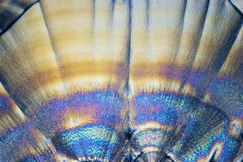 Microcrystals microphoto: microcrystals of ascorbic acid in polarized ligh... Photos