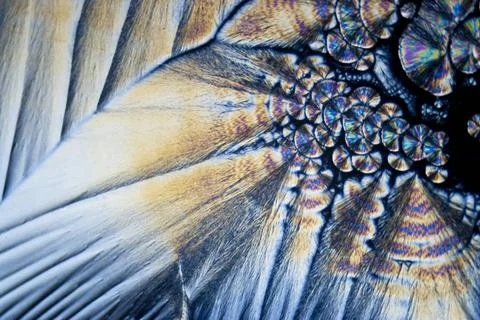 Microcrystals microphoto: microcrystals of ascorbic acid in polarized ligh... Stock Photos