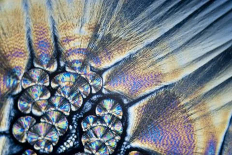 Microcrystals microphoto: microcrystals of ascorbic acid in polarized ligh... Stock Photos
