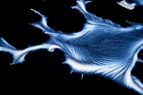 Microcrystals microphoto: microcrystals of ascorbic acid in polarized ligh... Photos