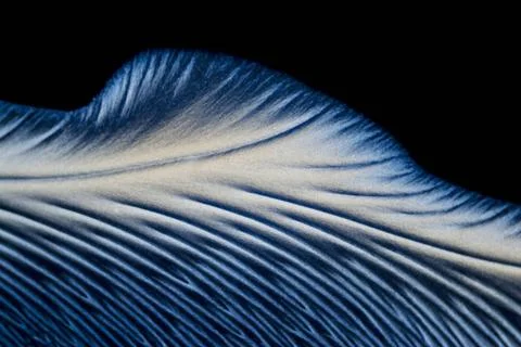 Microcrystals microphoto: microcrystals of ascorbic acid in polarized ligh... Photos