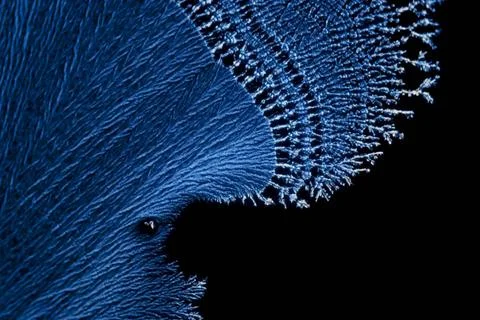 Microcrystals microphoto: microcrystals of ascorbic acid in polarized ligh... Stock Photos