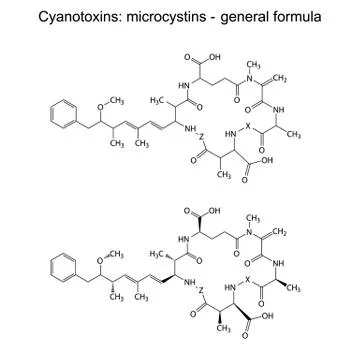 Microcystins - general chemical structural formula Stock Illustration