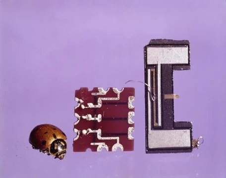 Microelectronics &amp; Insect, USA Foto stock