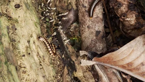 Microfauna Community Exploring Decaying Wood in Tropical Forest Видео 336238912