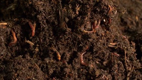 Microfauna in decomposing soil, detailed view Stock Footage 328609703