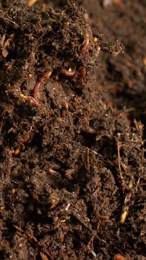 Microfauna in decomposing soil, vertical perspective Stock Footage 327680165