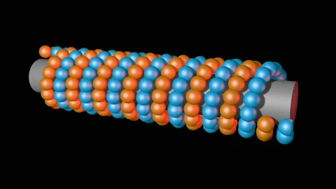 Microfilaments , microtube . 3d animation render Stock Footage 171495599