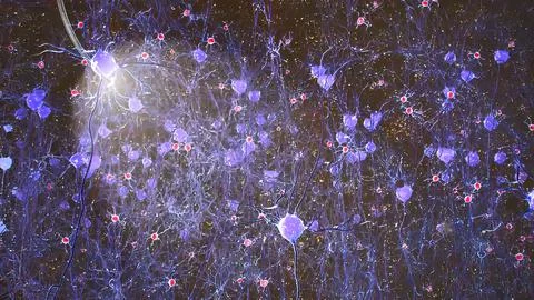 Microglial Dynamics During Human Brain Development Illustrazione stock