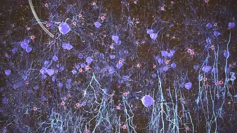 Microglial Dynamics During Human Brain Development Stock Illustration