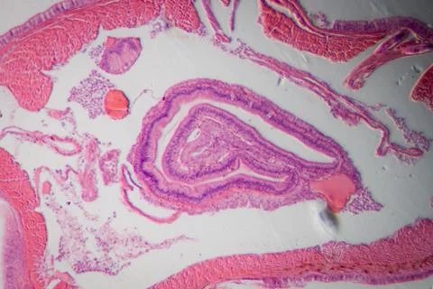 Micrograph earthworm crosscutting Stock Photos
